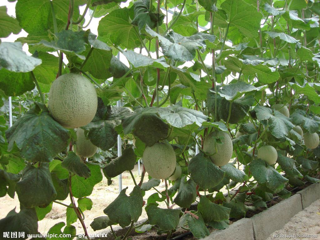 2889686_125026687688_2