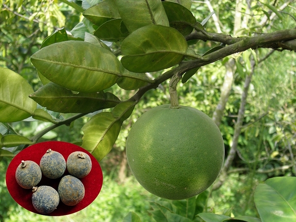 c89cdc54a868188a78861e