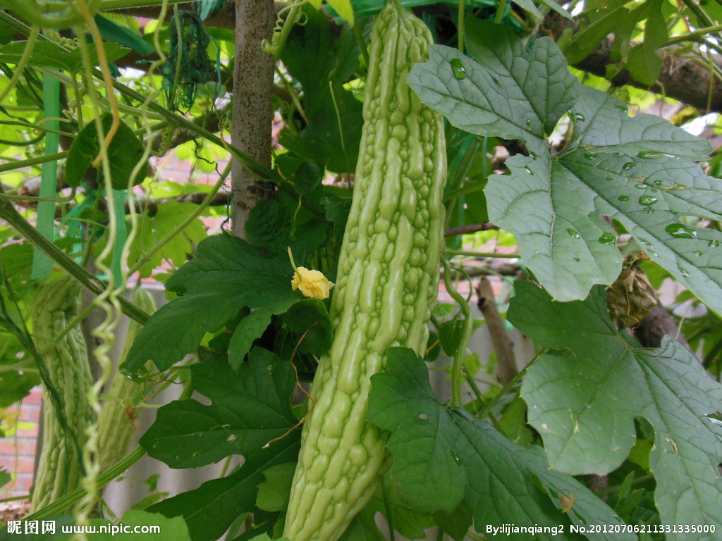 苦瓜1