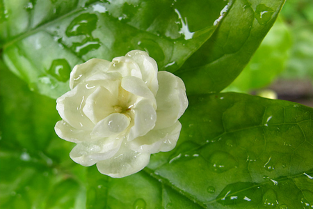 茉莉花烘干工艺