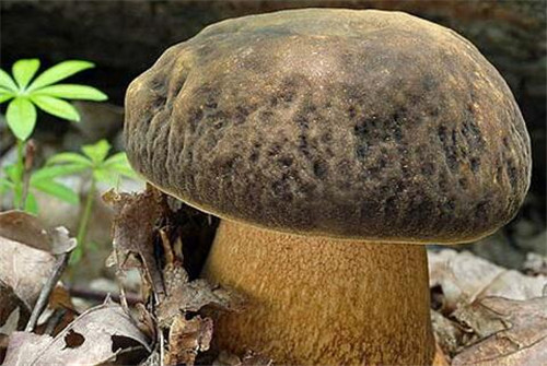 牛肚菌