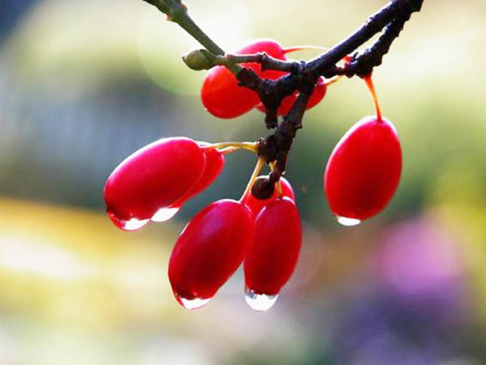 山茱萸
